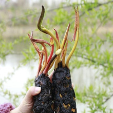 大睡莲根块池塘水池水培植物水生根块四季睡莲花根茎碗莲种子苗