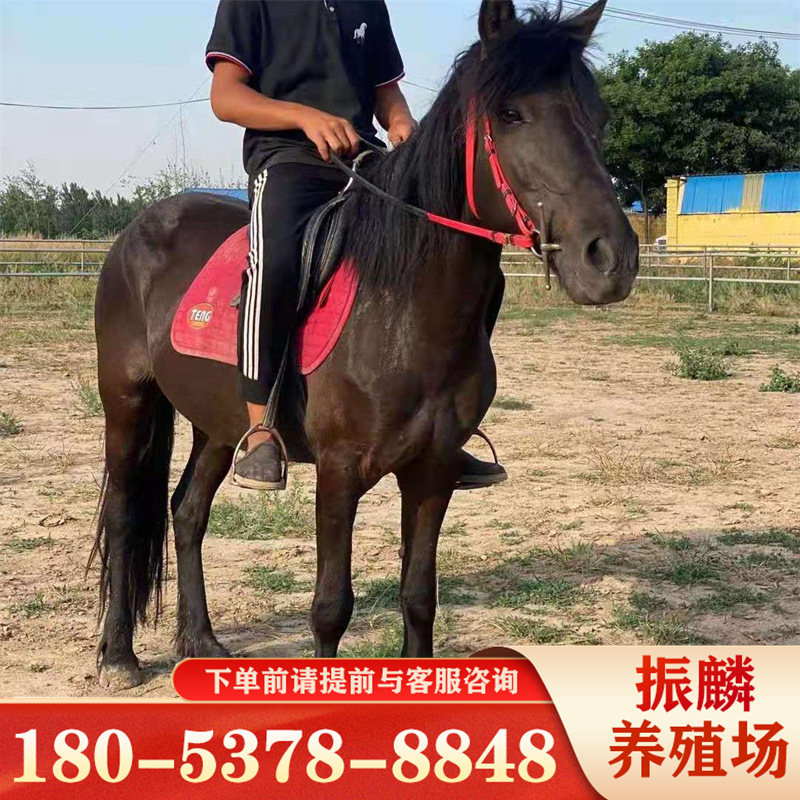 云南丽江一匹矮马多少钱 3岁骑乘河曲马 马驹价格-阿里巴巴