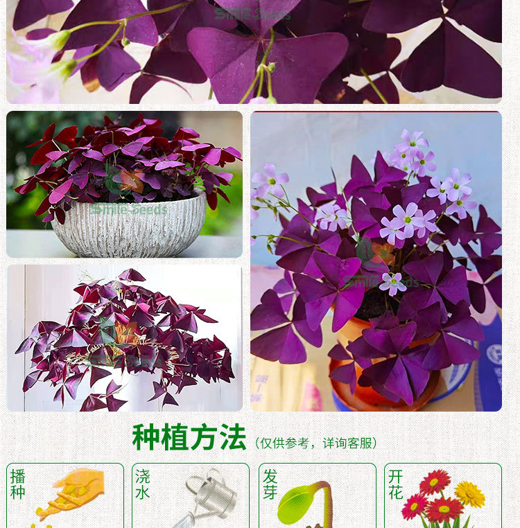 紫叶酢浆草种球幸运草酸浆草紫蝴蝶办公桌面阳台室内盆栽花卉种苗