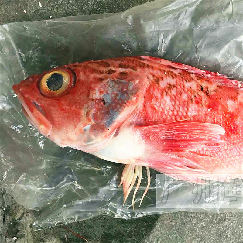【新西兰红宝石鱼】10kg/件 活冻红鲈鱼红石斑鱼海鲜水产酒楼