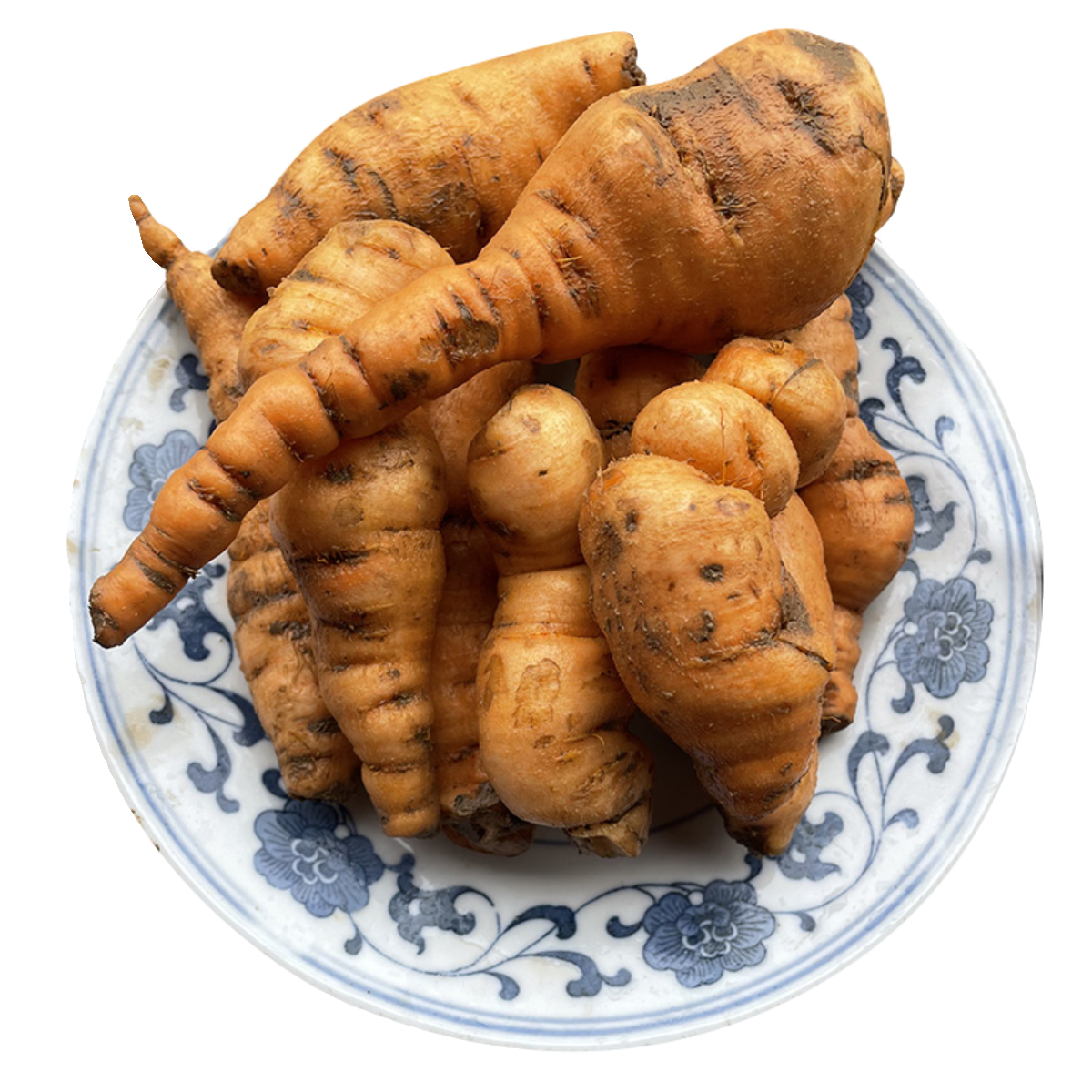 鲜地黄500g河南焦作特产四大怀药中生地黄药材可榨汁