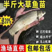 特大鱼苗淡水养殖食用冷水观赏鱼脆皖鱼饵料鱼鱼鱼苗批发