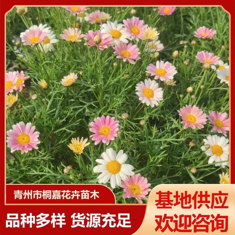 木茼蒿租摆绿化青州草花基地玛格丽特盆栽 四季开花多年生花卉
