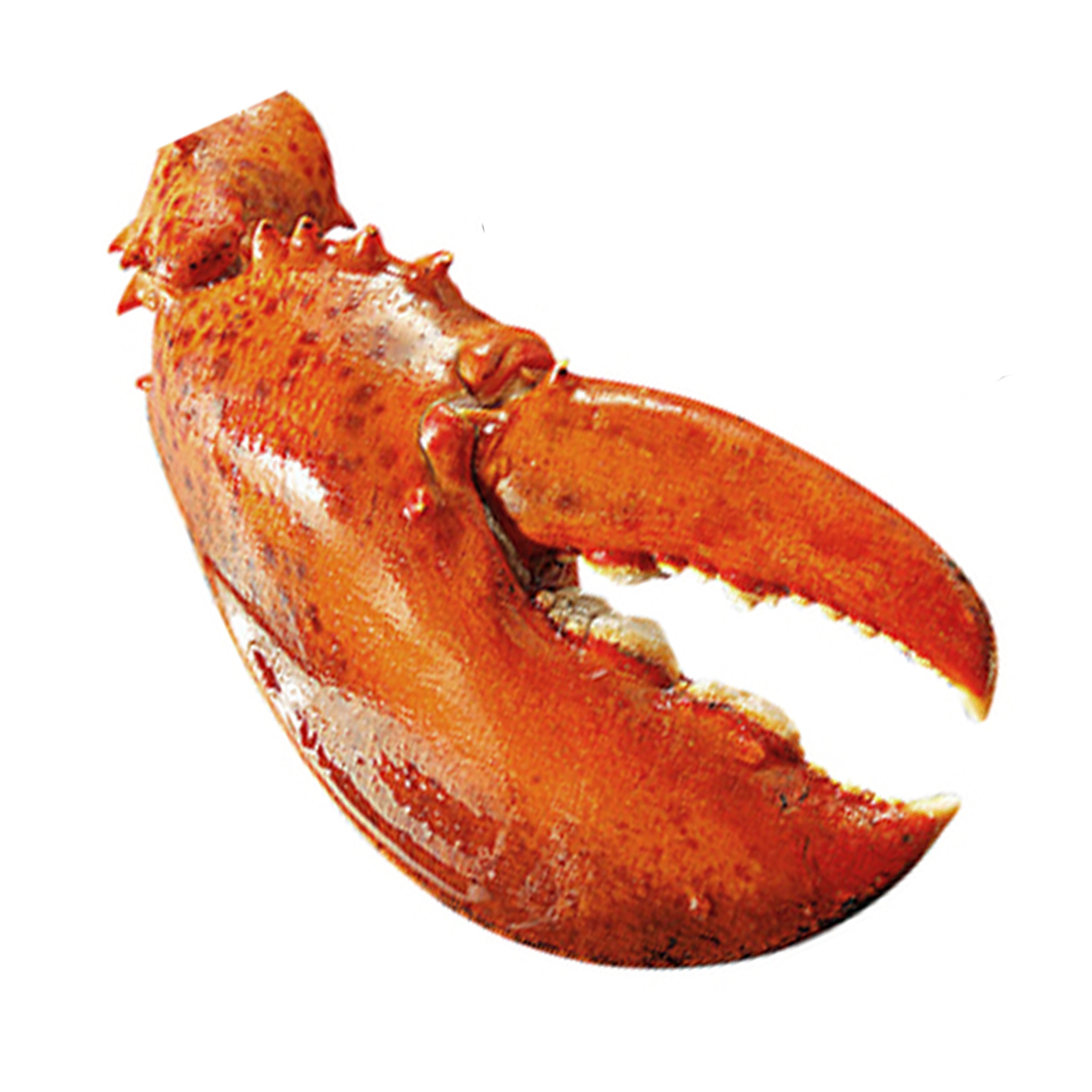 海鲜 冷冻 波龙钳 波士顿龙虾钳 餐厅烧烤 食材批发 4.54kg/件