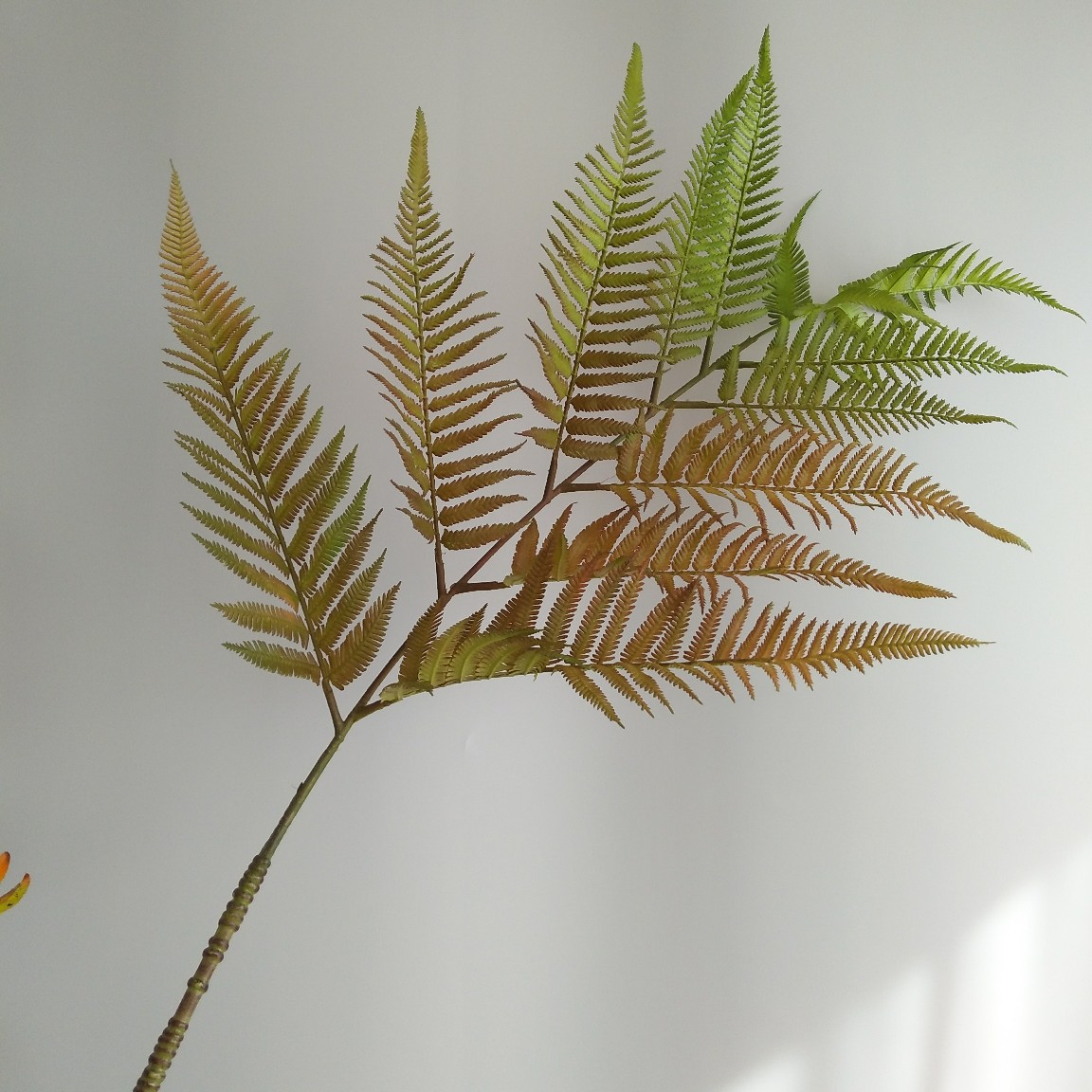 仿真软胶金丝猴厥金丝蕨 仿真软胶植物新中式家居样板间酒店装饰