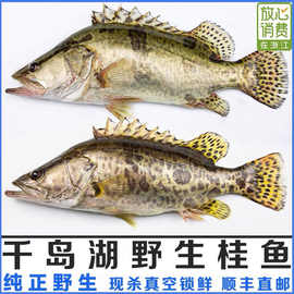 正宗纯野生大鳜鱼鲜活活鱼波纹鳜淡水鱼新鲜季花鱼现发货