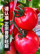 陕西泾阳新鲜普罗旺斯孕妇生吃大果沙瓤番茄水果西红柿非柿愿奋斗