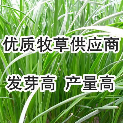 多年生黑麦草种子北方南方四季冬牧70冬季牧草喂鱼猪牛羊草籽美国