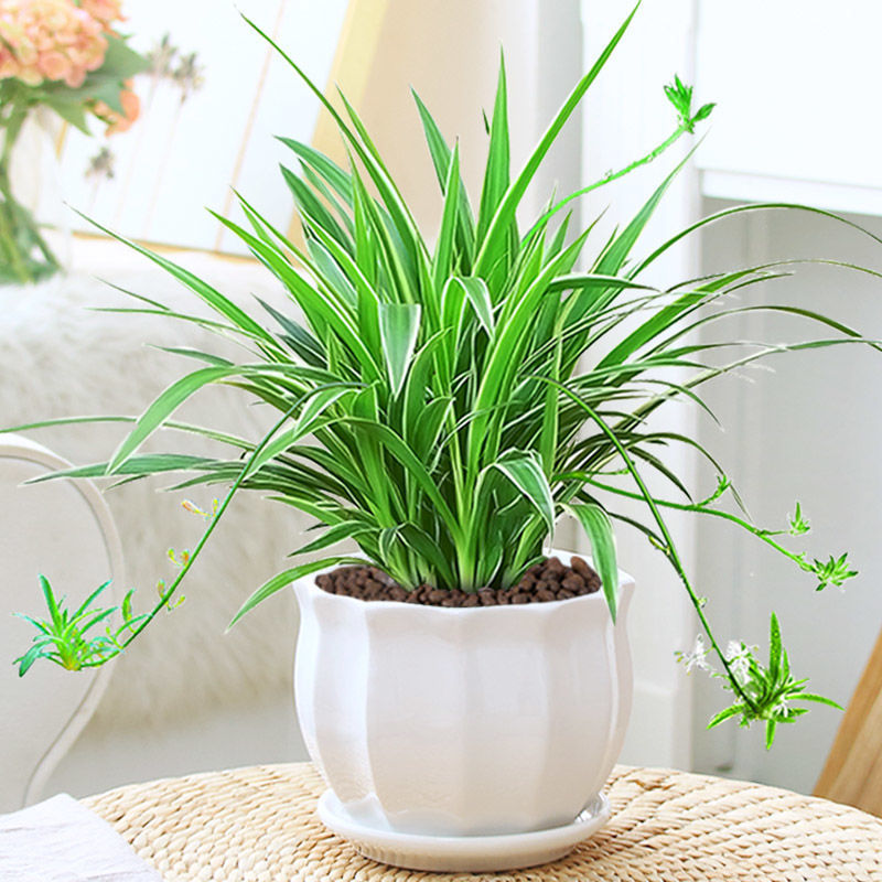 兰花盆栽金边吊兰植物垂吊室内水培植物绿萝发财树绿植花卉小盆栽