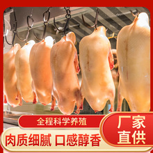 北京填鸭胚金星鸭胚冷冻4.1斤*6只/整箱北京烤鸭原料烤鸭胚批发