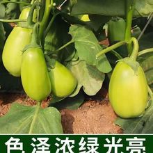 绿茄种子青茄绿皮种子早熟品种茄子种籽绿色茄子蔬菜种子