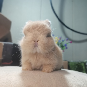 ll双血侏儒兔活物小型宠物兔家养疫苗已打可爱小孩子好养长不大