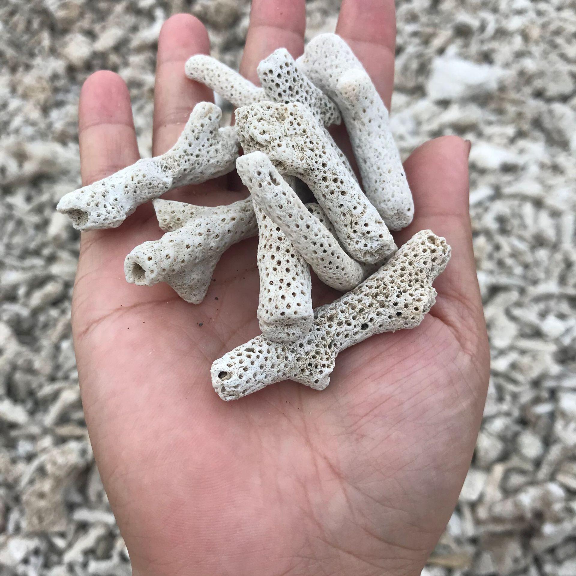 河北供应过滤材料珊瑚砂 水处理珊瑚骨 水族造景珊瑚石鱼池珊瑚沙