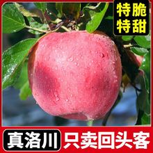 红富士苹果脆甜洛川水果冰糖心整箱批发当季新鲜水果非丑平果跨境