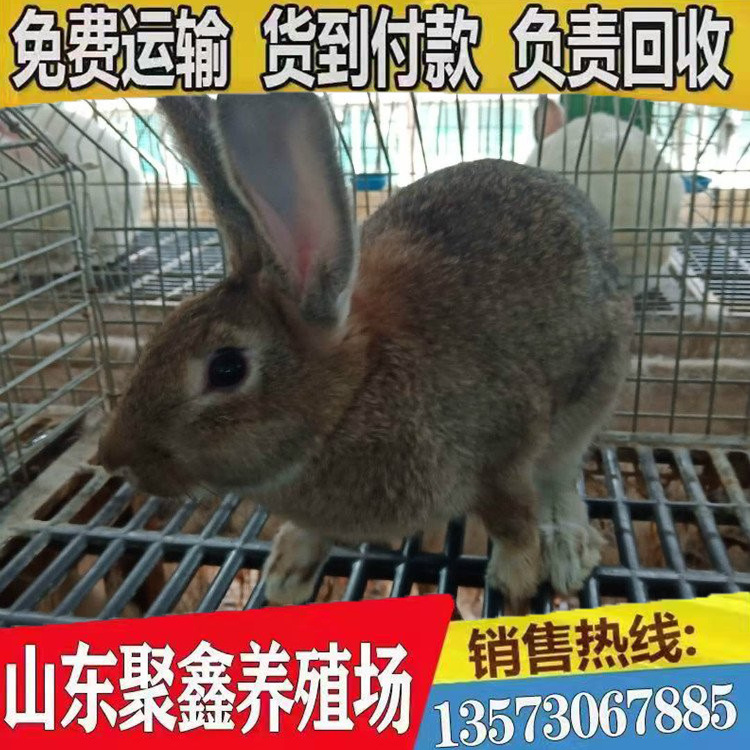 山东兔子种苗基地 现货批发优质比利时兔种苗 兔子种苗价格