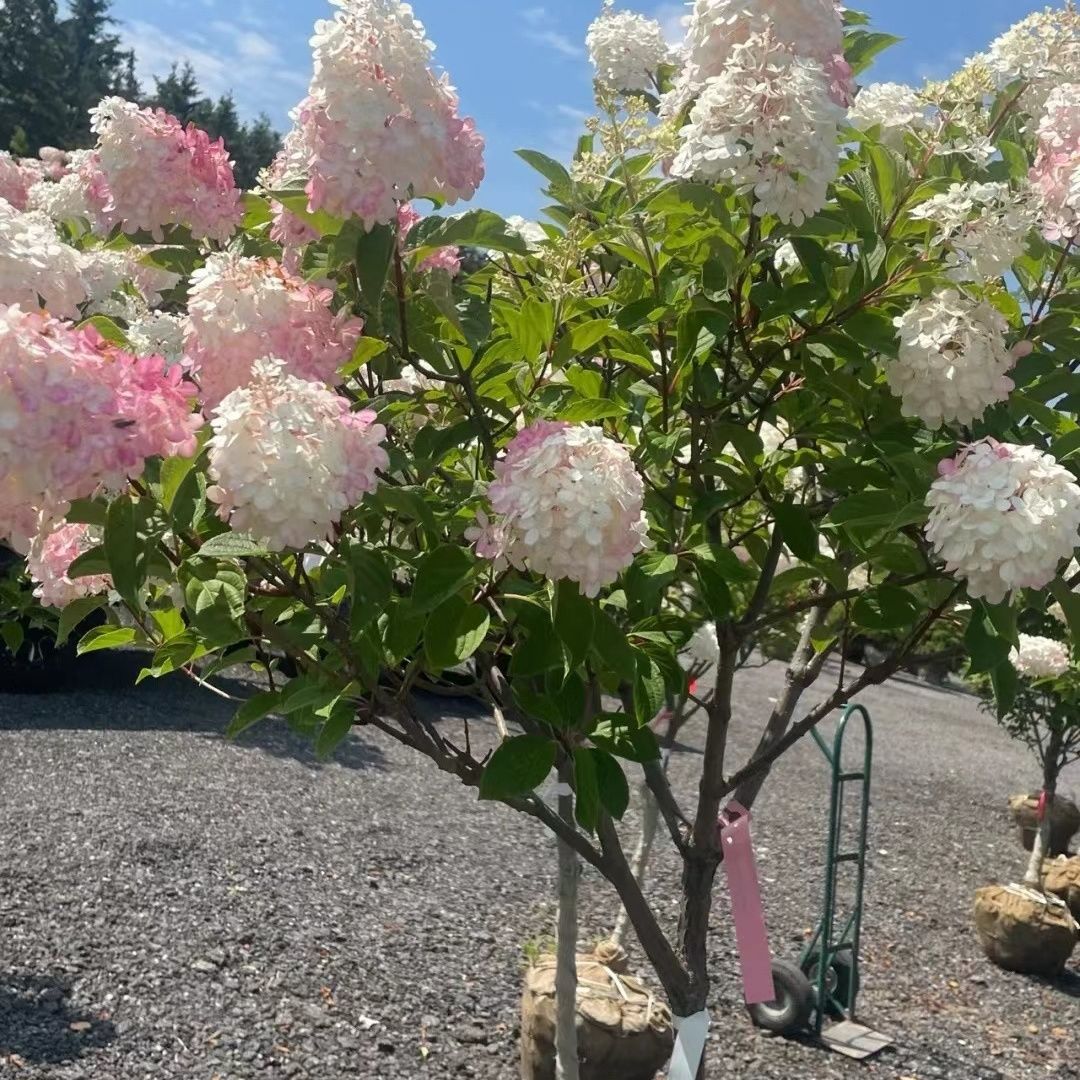 大花圆锥木绣球香草草莓石灰灯棒棒糖庭院阳台种植当年开花包成活