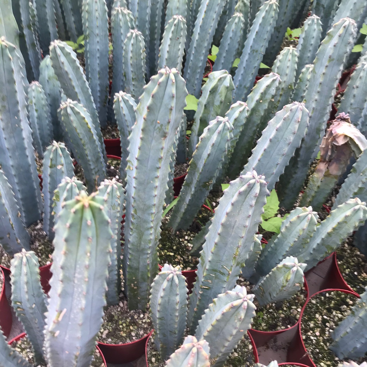多头龙神木变异无刺龙神木多头蓝柱仙人球多肉植物小盆栽绿植园艺