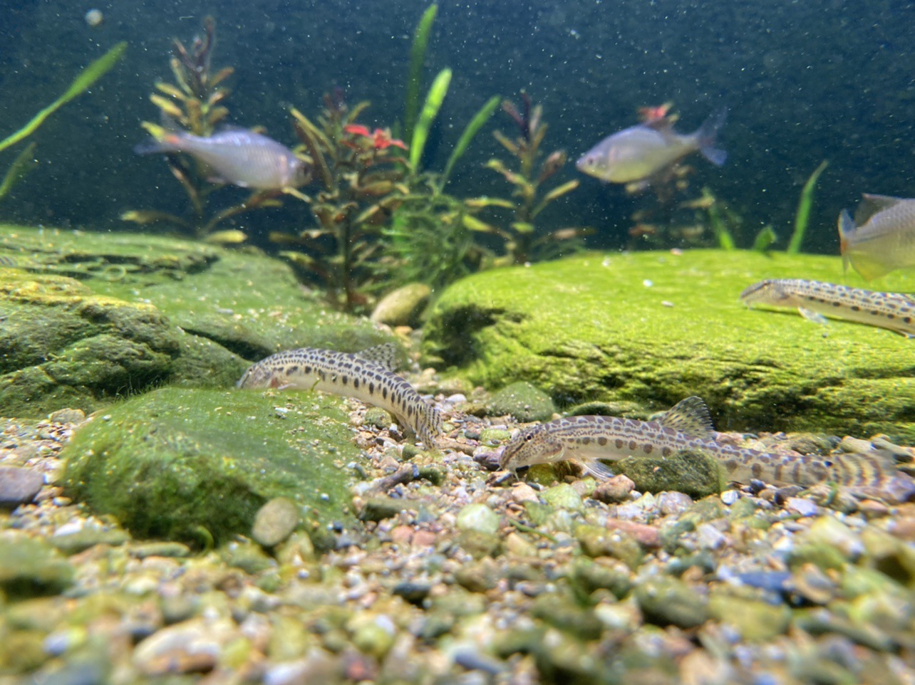 原生美丽小条鳅中华花楸冷水清道夫双盘吸鳅琵琶鱼除藻能手底层鱼