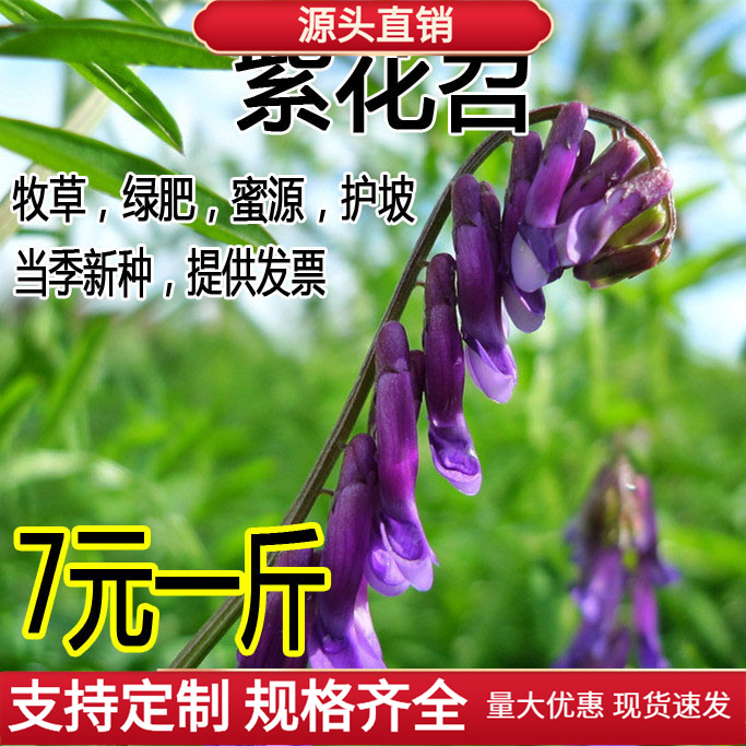 光叶紫花苕长柔毛野豌豆毛苕子种子牧草养蜂蜜源草籽果园绿肥植物