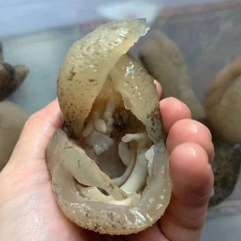 60头珍珠球参越南小乌圆参一德路海鲜海味干货批发招代理一件代发