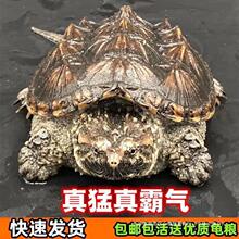 鳄龟爆刺幼苗凶猛正宗纯佛北美小鳄龟活体杂佛爆刺鳄龟宠物活体