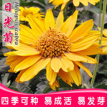 花海景观工程绿化观赏花卉日光菊种子家庭园艺阳台庭院盆栽花籽