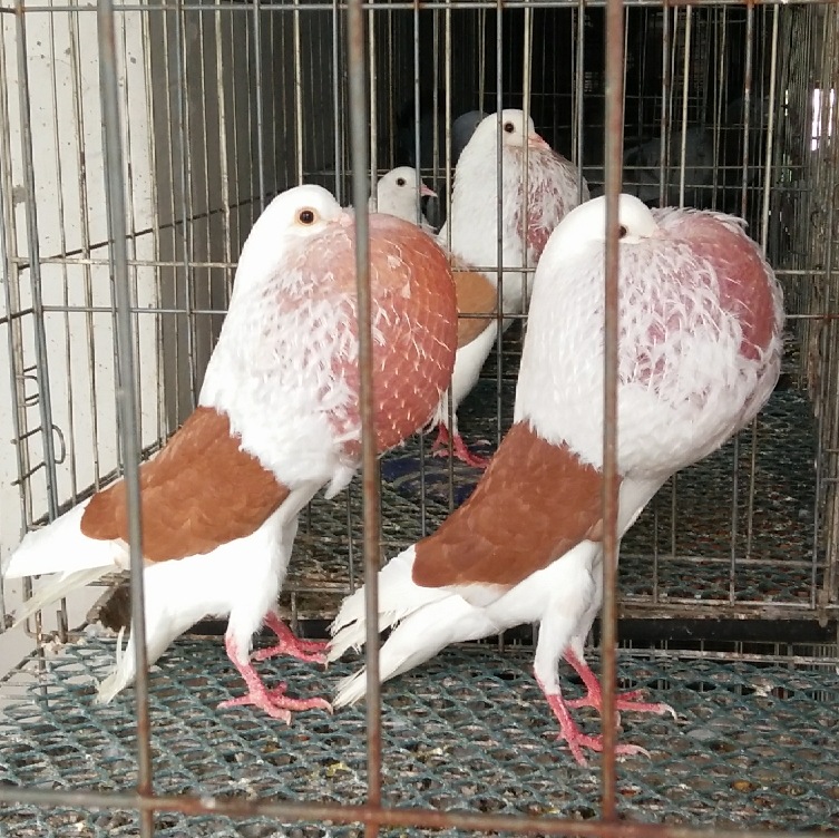 销售马甲球胸鸽 眼睛球鸽子红球胸观赏鸽 袖珍球鸽