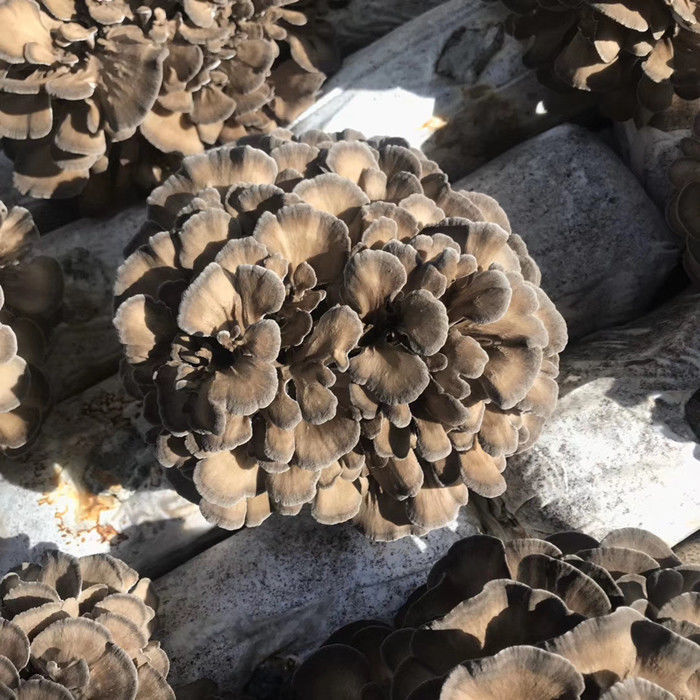 灰树花500g/100g新货舞菇干货灰树菇无沙栗蘑菌菇菊花菌舞茸茶菇