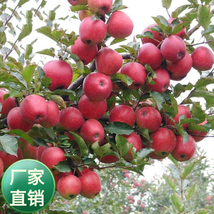 批发水果树种子:苹果 梨树 山楂等各800公斤-阿里巴巴