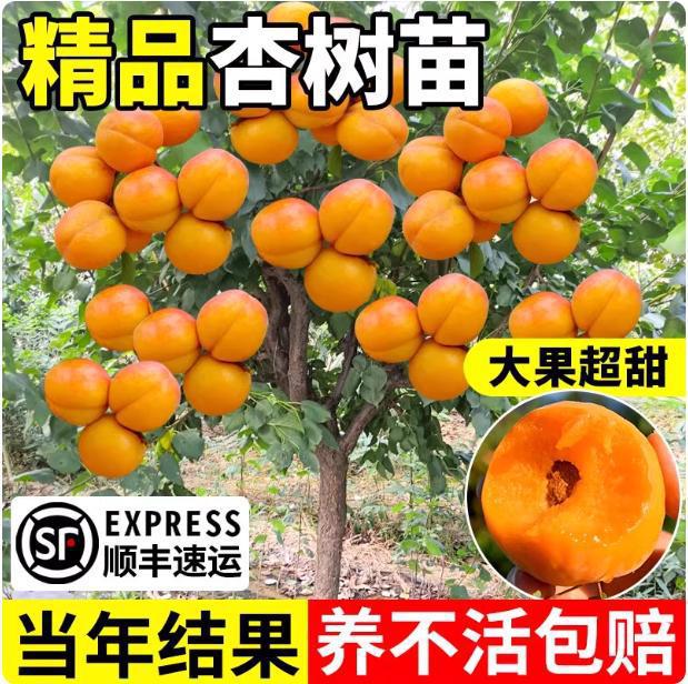 杏树苗特大早熟帝王甜杏子苗南方北方种植盆栽地栽果树苗当年结果