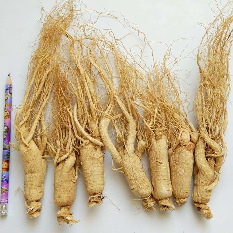 【9-13年干人参6支装】野山参生晒参长白山人参东北特产送礼佳品