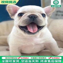 纯种法国斗牛犬幼犬法斗狗狗欧版红色法牛红牛幼犬宠物狗狗活体l