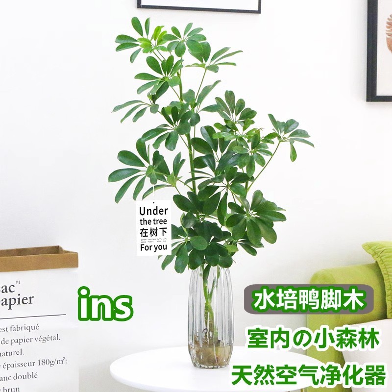 水培鸭脚木室内植物客厅招财树办公室桌面绿植客厅四季好养花卉