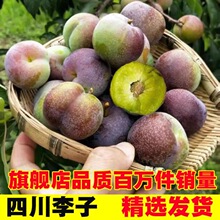 李子青脆李四川脱骨茵红红水果新鲜酸甜孕妇现摘批发厂家批发