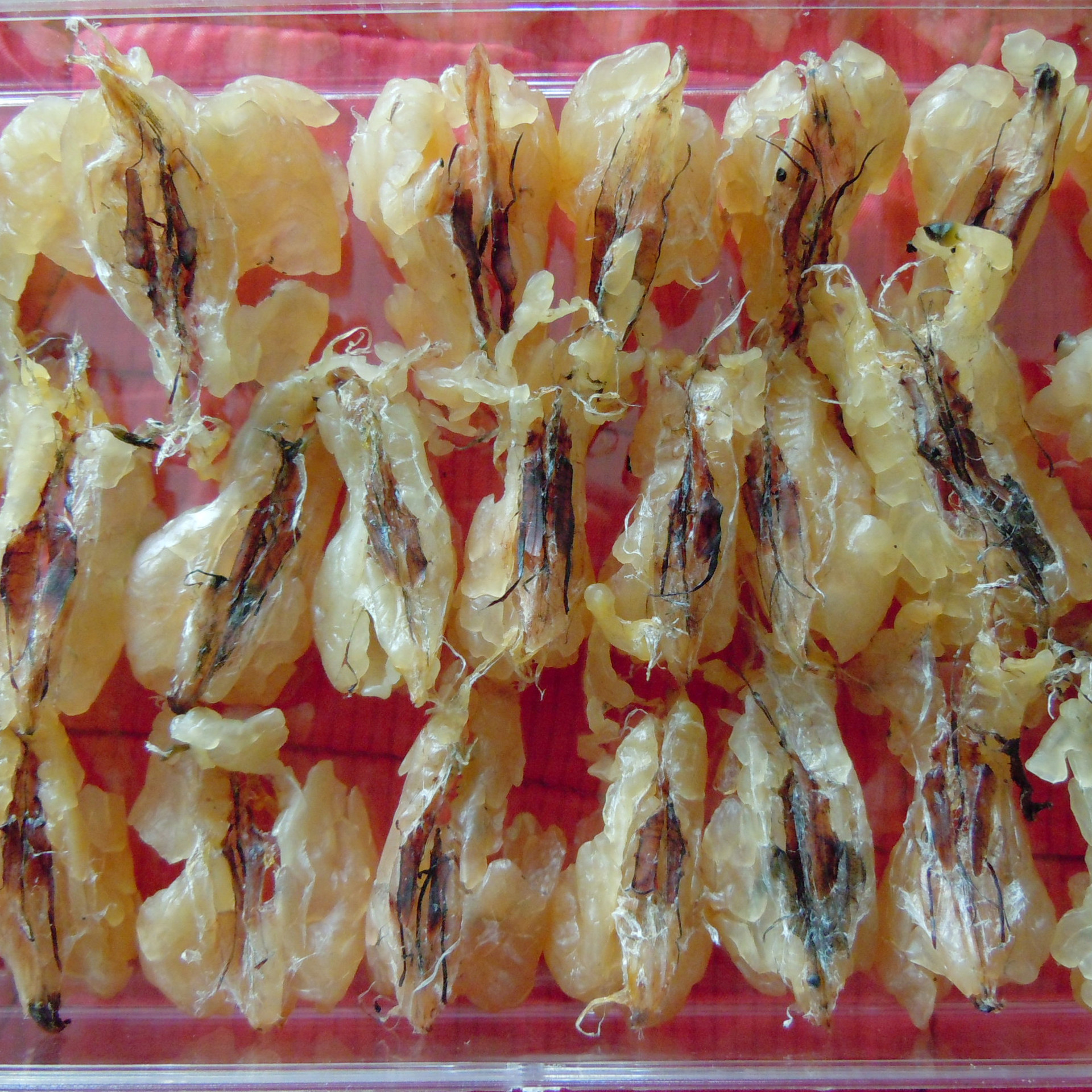 【专业批发】东北长白山林蛙油 优质足干大块连体雪蛤油 一手货源