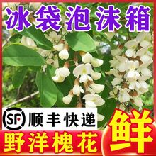 【顺丰隔日达】秦岭野生槐花新鲜洋槐花手工现摘蒸菜纯天然野菜