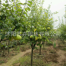 木瓜树苗圃基地皱皮天香木瓜树苗 降龙木瓜树苗园林绿化工程苗木