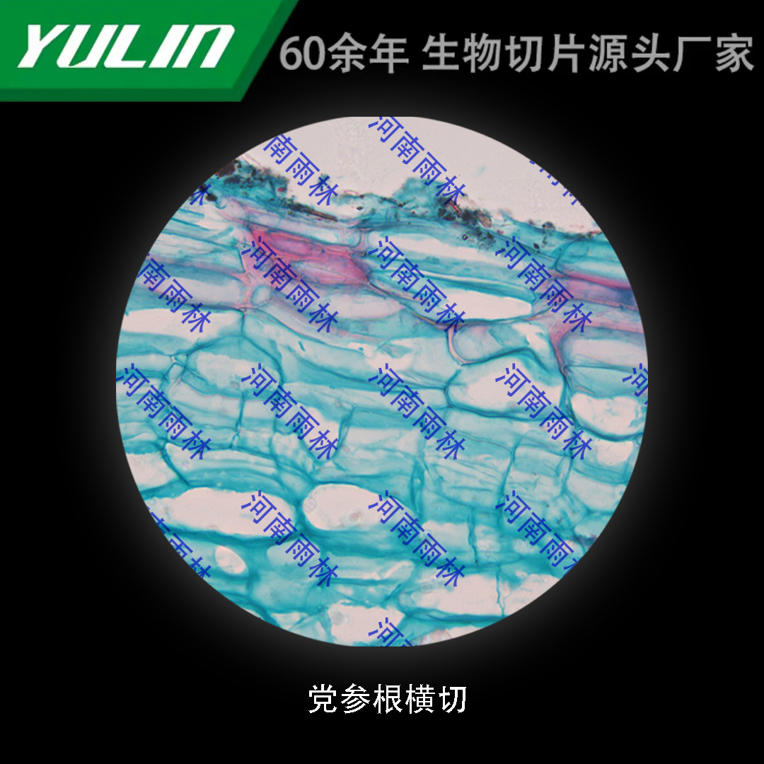 党参根横切高校医学院校用组织病理石蜡玻片标本显微镜评价订购说明