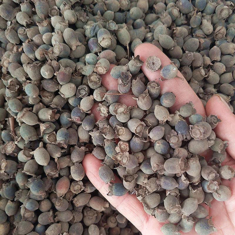 野生中药材山捻子桃金娘干果50g250g500g1000g包邮豆捻岗念子岗捻