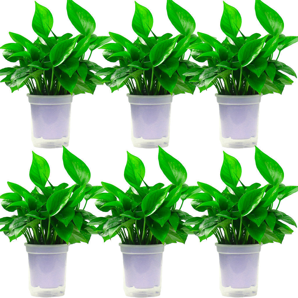 绿箩批发除甲醇好养绿萝盆栽室内植物水培花卉绿植新房家用吸甲醇