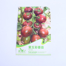 紫五彩小番茄小西红柿蔬果有机蔬菜种子阳台种菜庭院盆栽菜籽