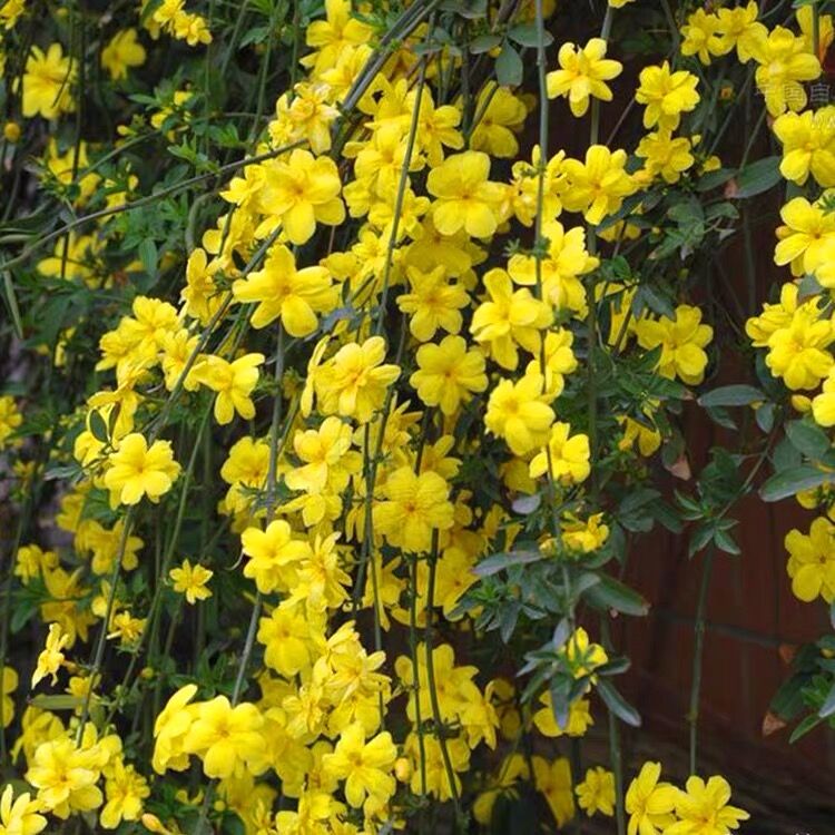 庭院绿化爬藤植物云南黄馨黄色小叶迎春花盆栽树苗四季常青开花卉