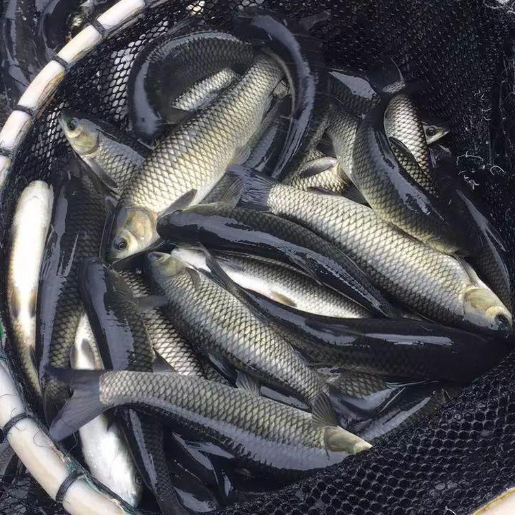 大小草鱼鱼苗活体淡水鱼塘养殖一斤半斤好养四大家鱼本地黑草鱼苗