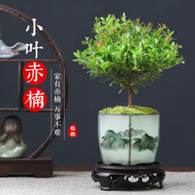 小叶赤楠盆景树苗植物老桩花卉小盆栽室内桌面好养四季常青微景观