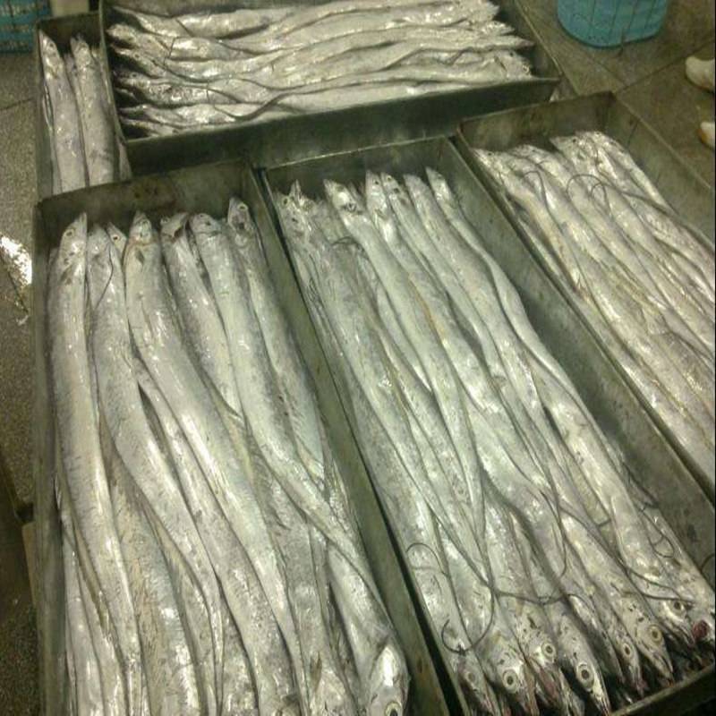 顺丰5斤起发深海海捕无冰带鱼特大新鲜批发整箱整条小眼带鱼