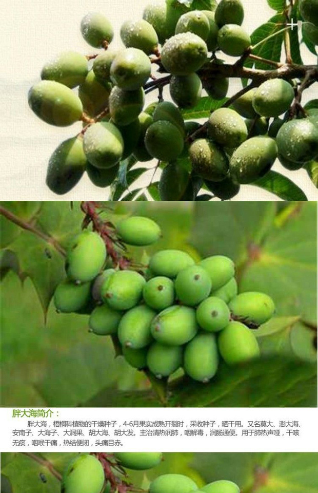 胖大海种子 大海子大洞果安南子大发种子 居家庭院别墅果树种籽