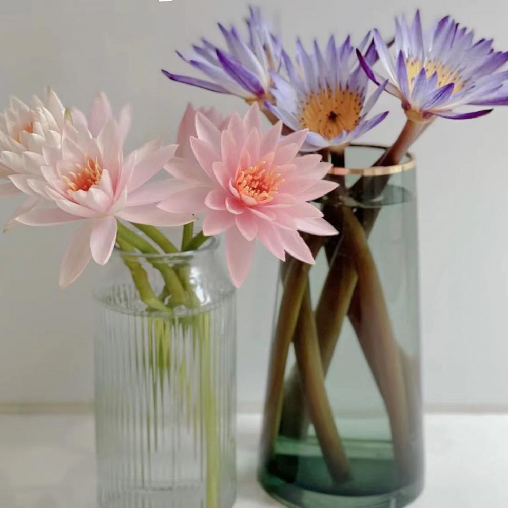 睡莲云南鲜花基地批发水养鲜切花束剑兰家用室内供佛莲花同城速递