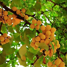 银杏树苗行道树金叶银杏小苗南北方种植庭院占地绿化苗木白果苗