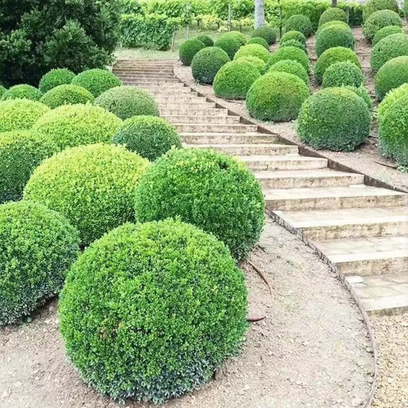 基地直销瓜子黄杨小叶黄杨毛球长青植物园林绿化工程苗绿篱色块苗