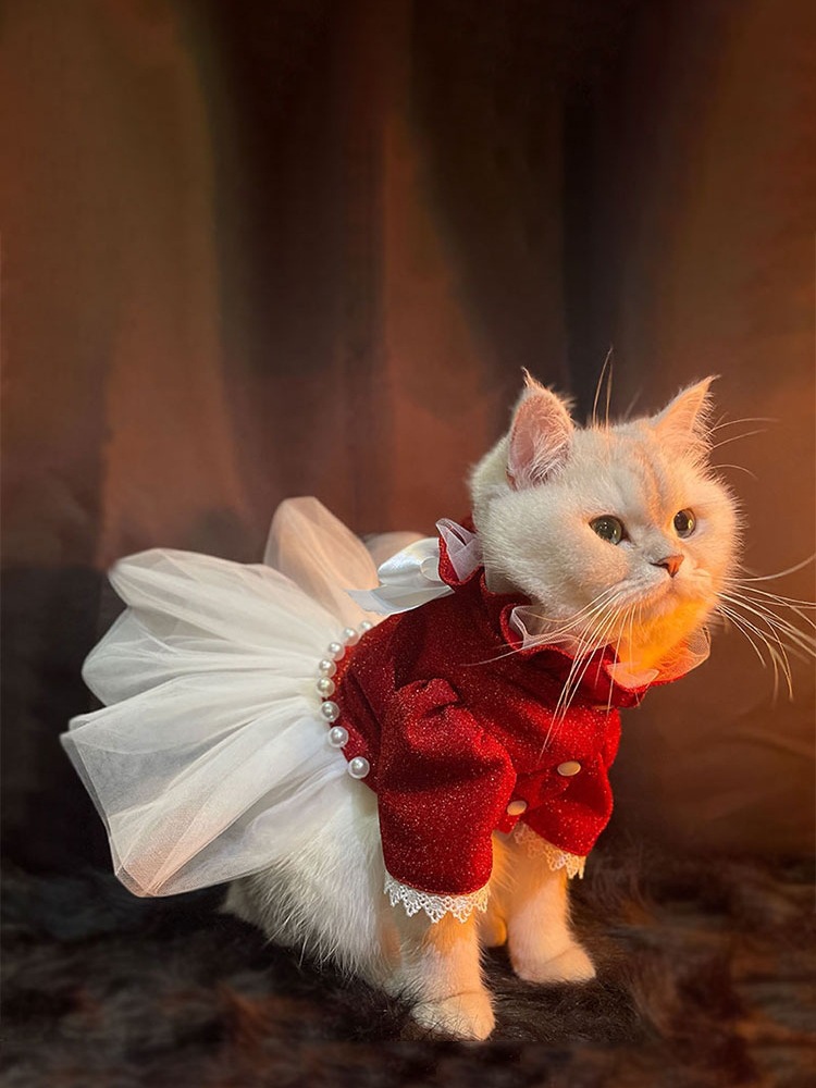 猫衣服结婚比熊婚庆猫咪陪嫁主人博美婚纱小裙子宠物结婚礼服